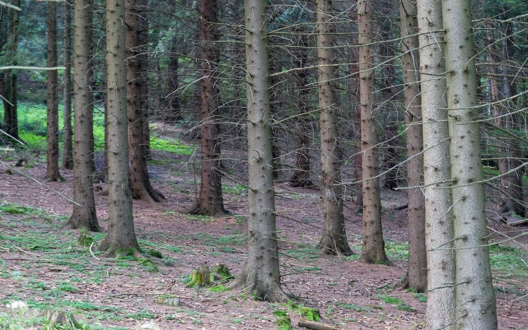 brown trees on brown soil