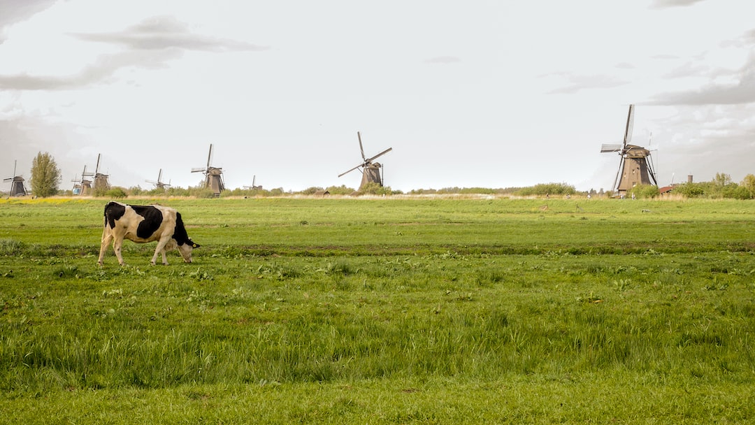 a cow grazing in a field with windmills in the background