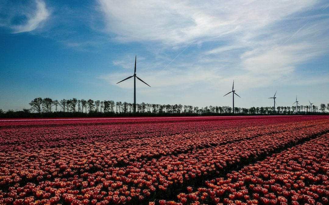 red flower field near wind turbines under blue sky during daytime