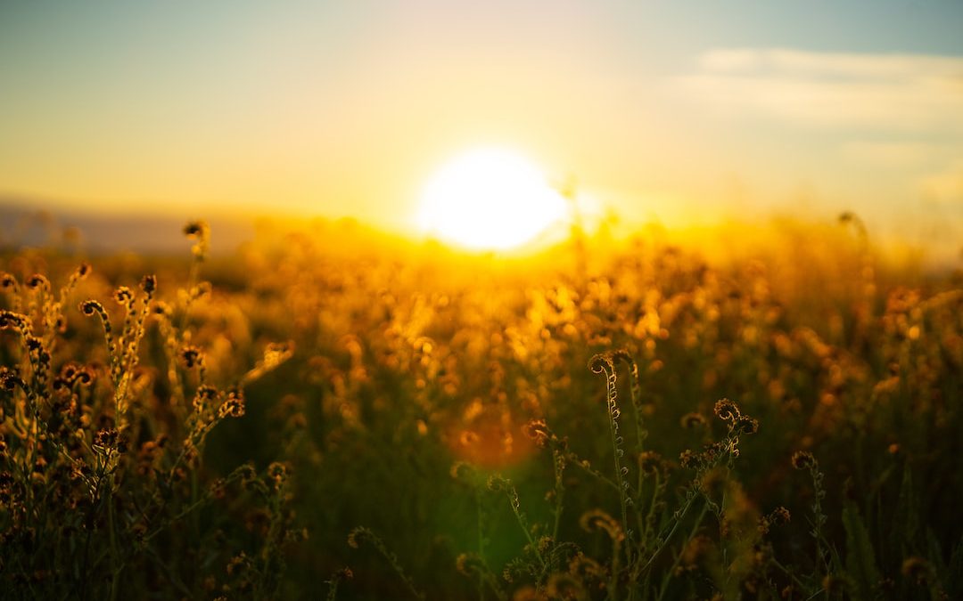 green grass field during sunset