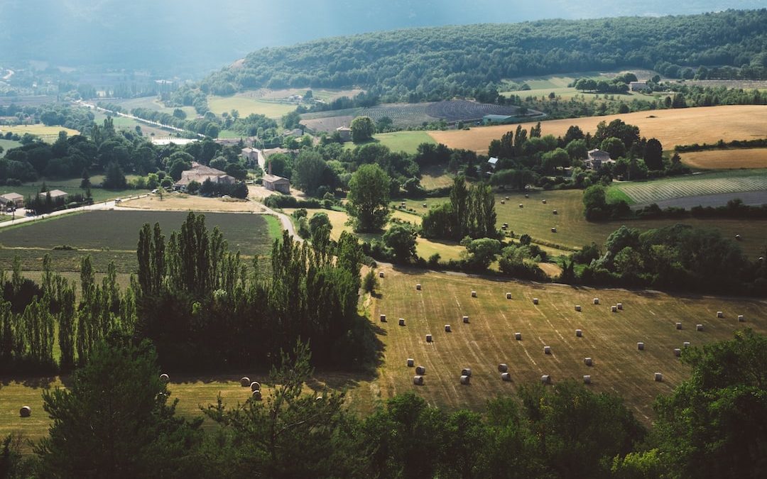 aerial view of trees and farm