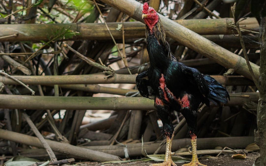 a black and red rooster standing next to a pile of branches