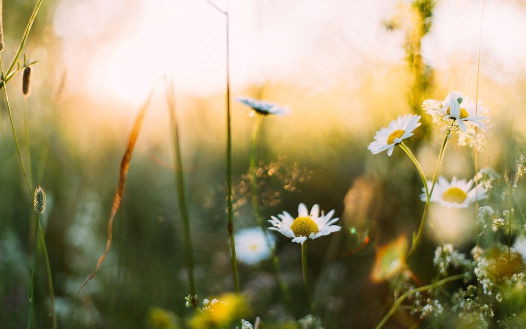 white flowers in shallow focus photography