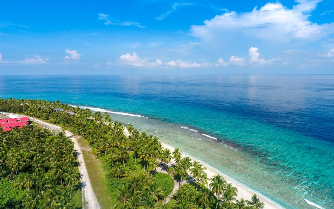 aerial view of coconut trees by the beach