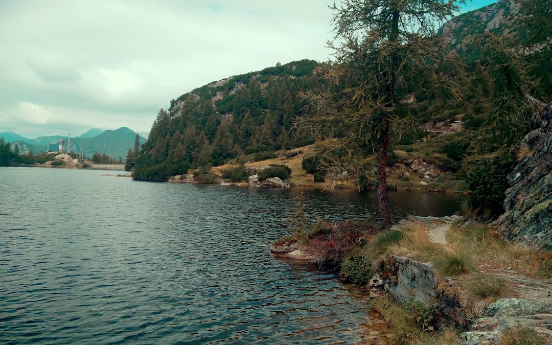 green trees near body of water during daytime