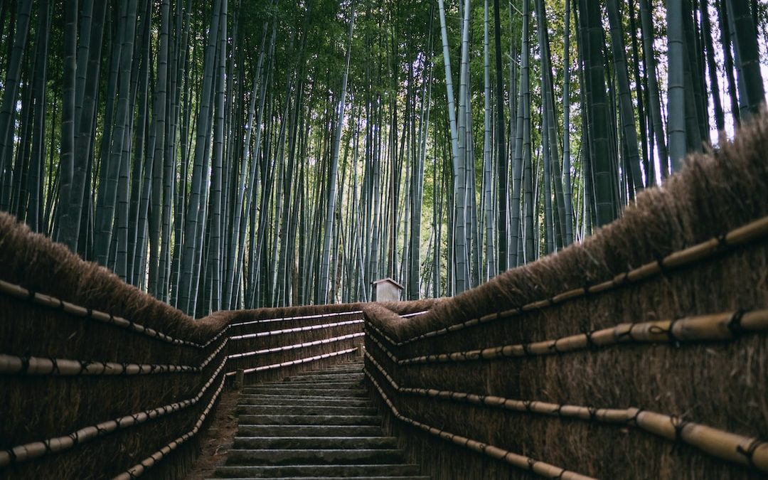 brown wooden stairs between green trees during daytime