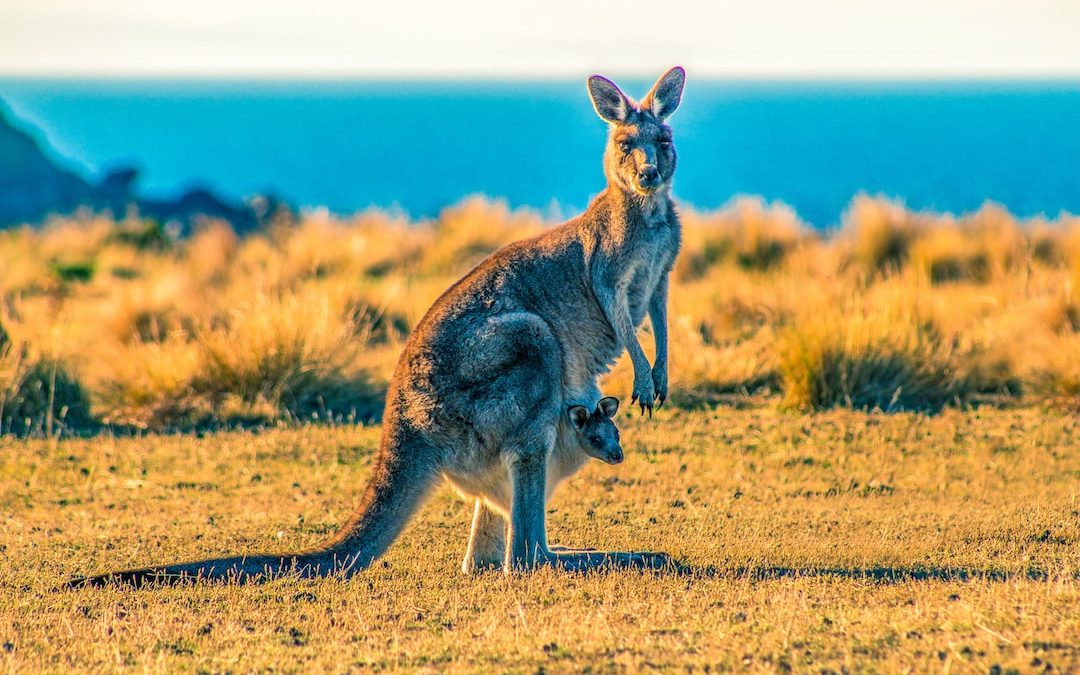 kangaroo with joey on grass field during day