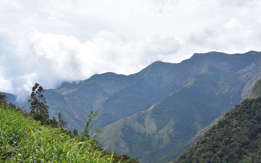 a mountain with trees on it