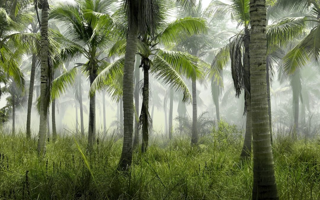 coconut trees in forest covered with mist at daytime