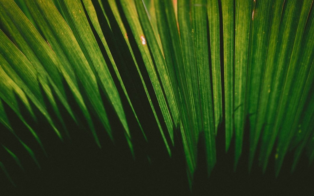 close-up photography of green plant