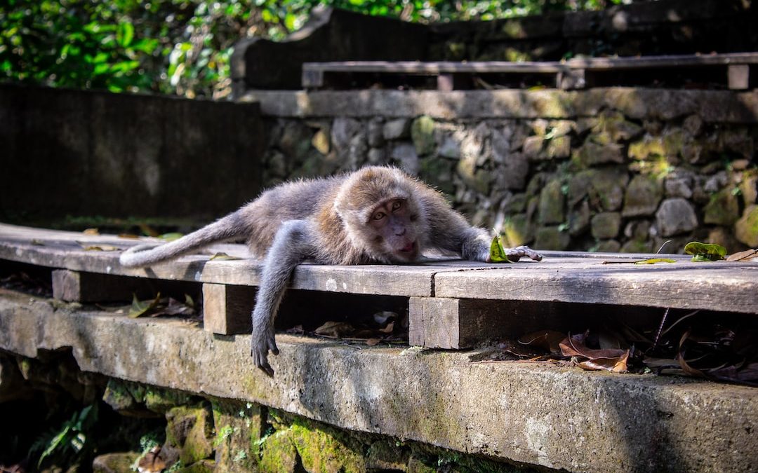 brown monkey lying on brown wooden surface