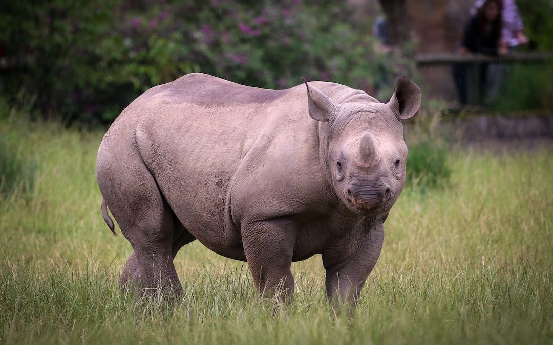 rhinoceros on green grass