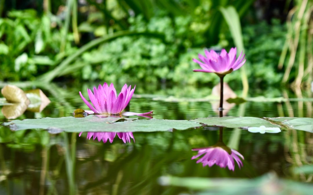 A Guide to Oxford’s Botanic Garden