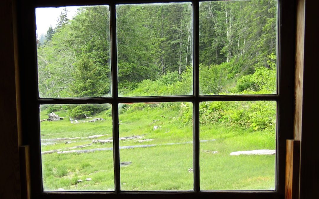 a group of windows with trees outside