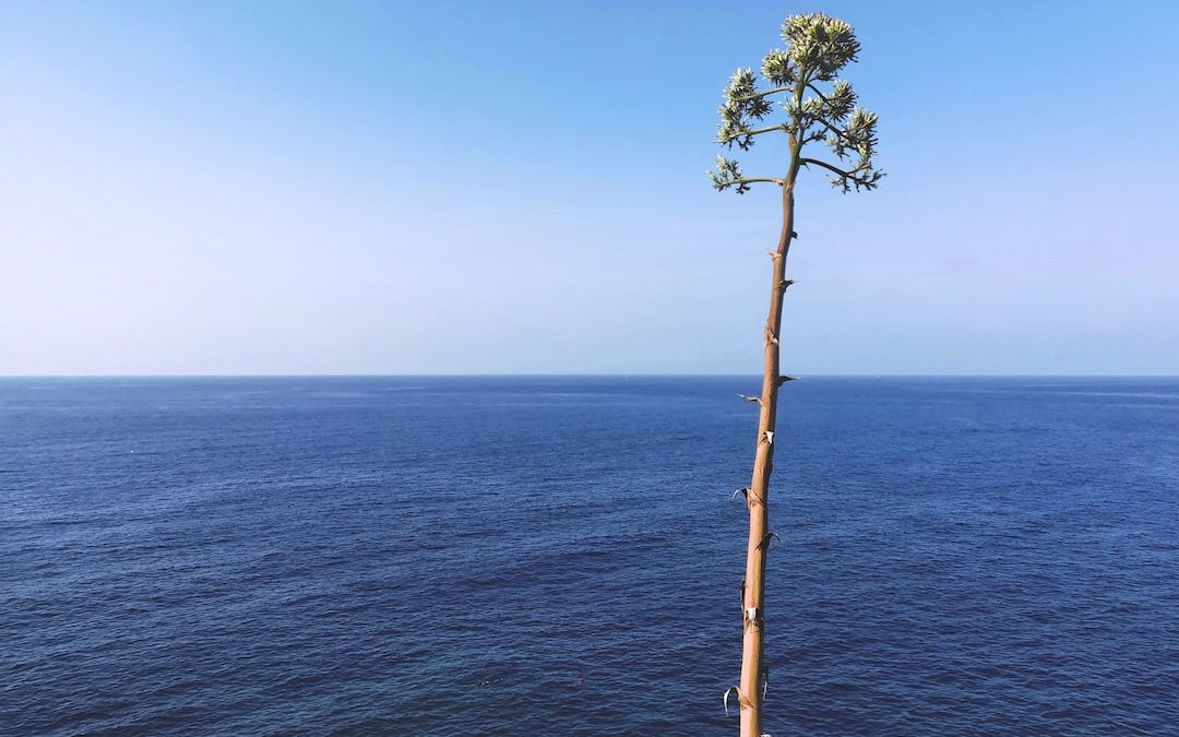 green tree on blue sea under blue sky during daytime