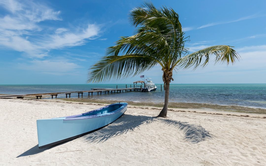 white canoe near palm tree