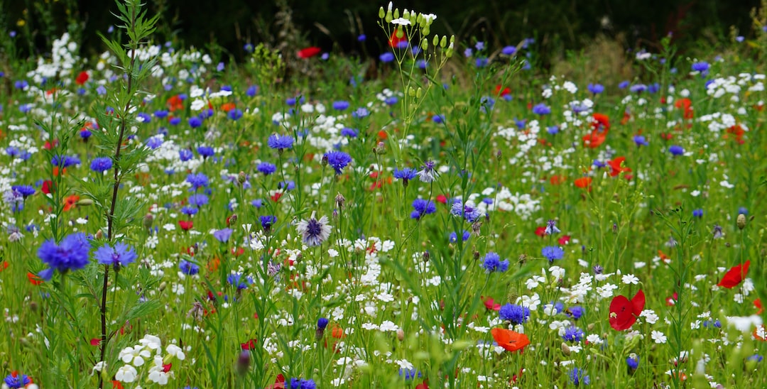 a field full of wildflowers and other flowers