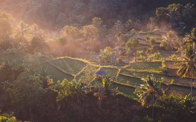 The Best Spots to Stay in Ubud: A Local’s Guide