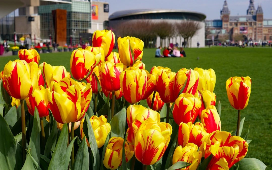 yellow and red tulip flowers in bloom