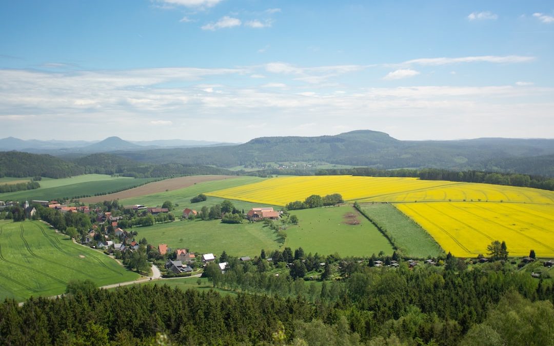 a view of a green field with yellow flowers