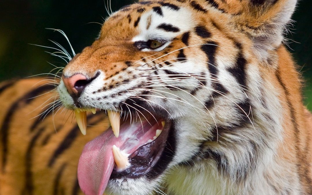 closeup photography of tiger
