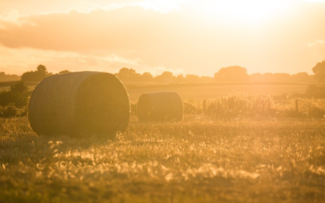 two rolled hay bales on grass field during golden hour