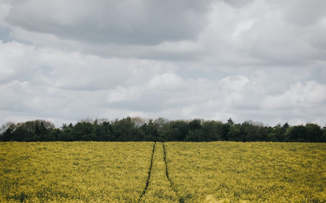 pathway in flower fields under white clouds
