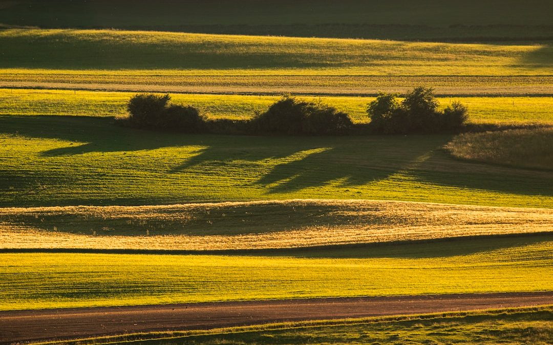 green grass field during daytime