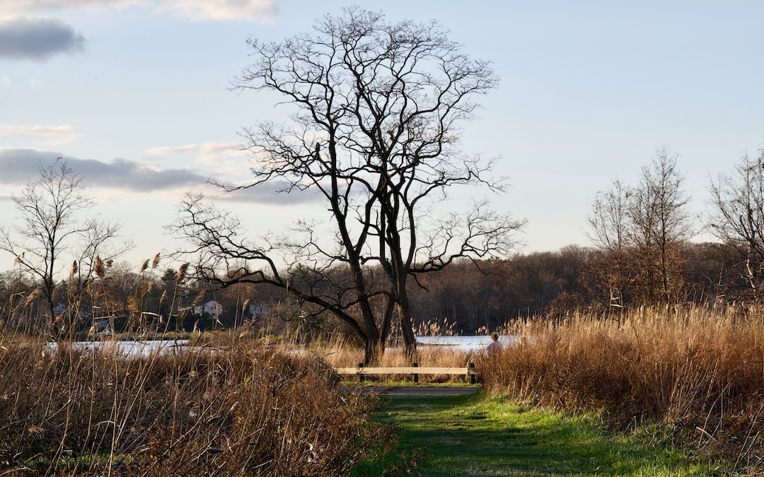 bare trees on green grass field during daytime