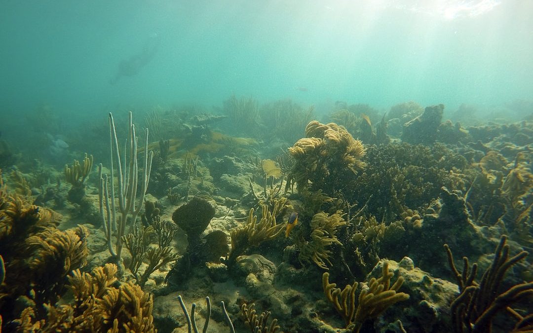 an underwater view of a coral reef and seaweed
