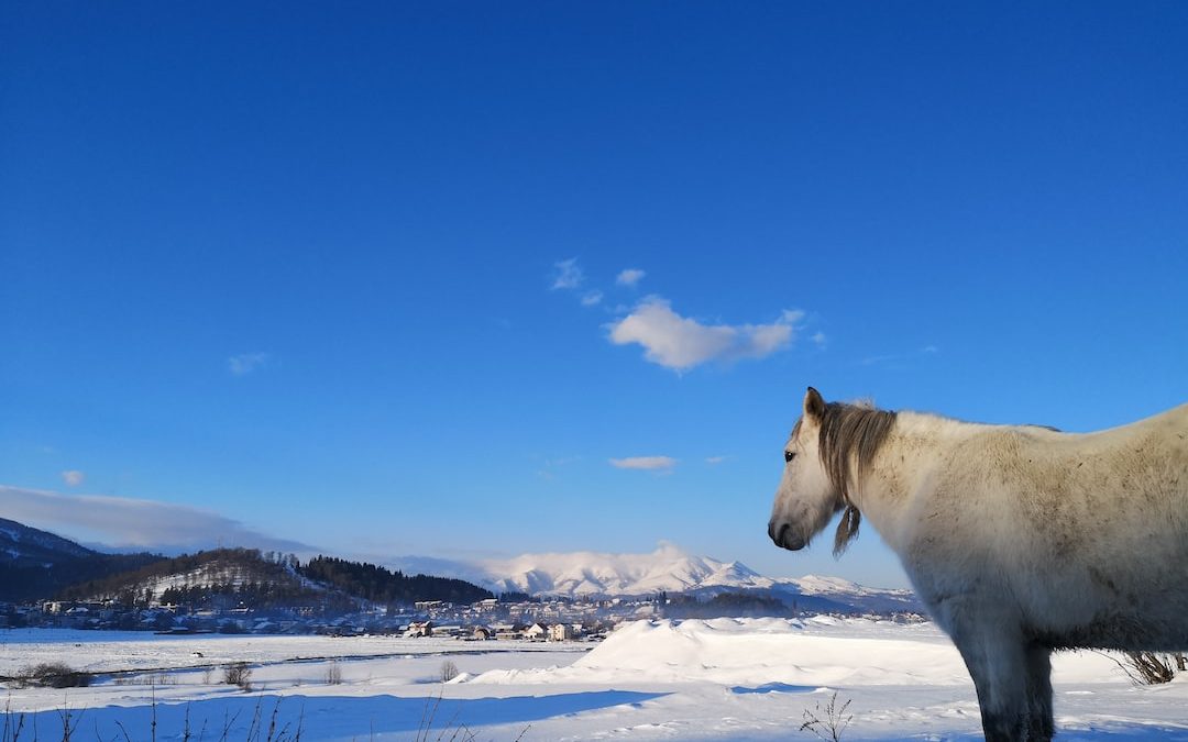 white horse standing on snow covered ground