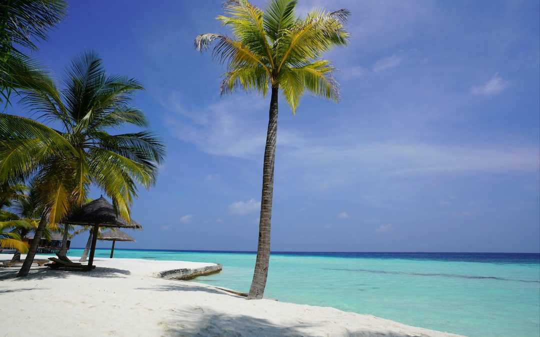 palm tree on beach shore during daytime