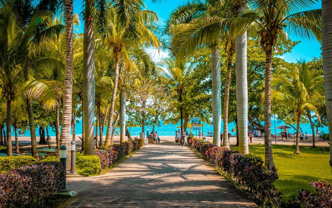 a pathway lined with palm trees leading to the beach