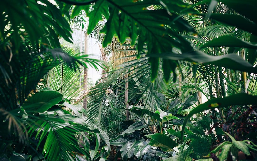 area covered with green leafed plants