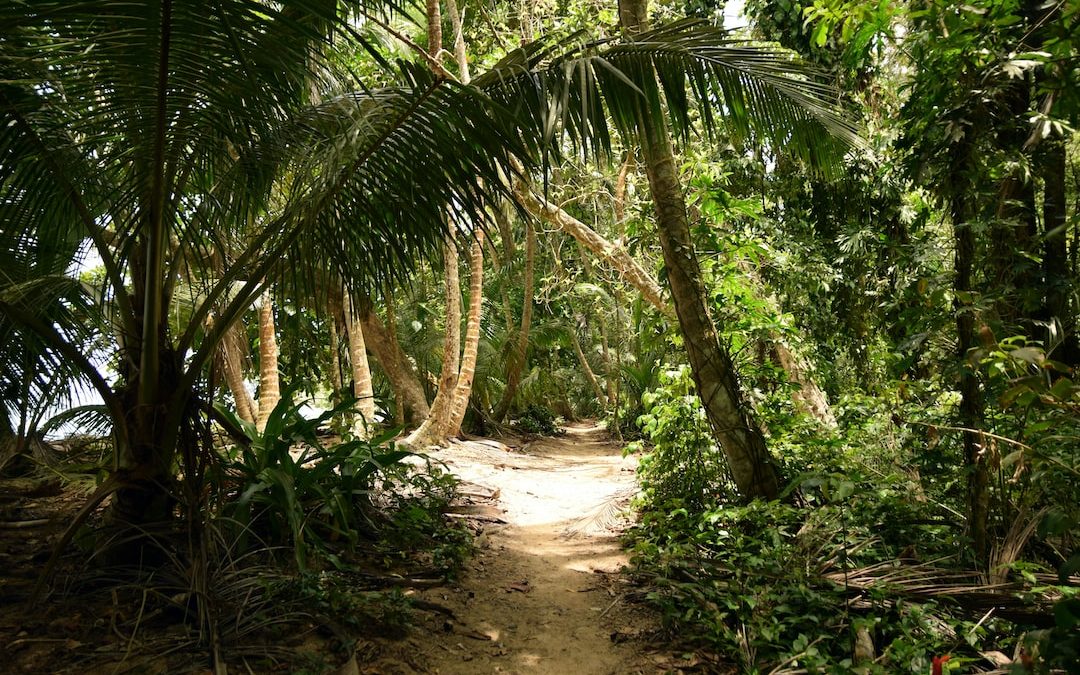 photo of pathway between trees