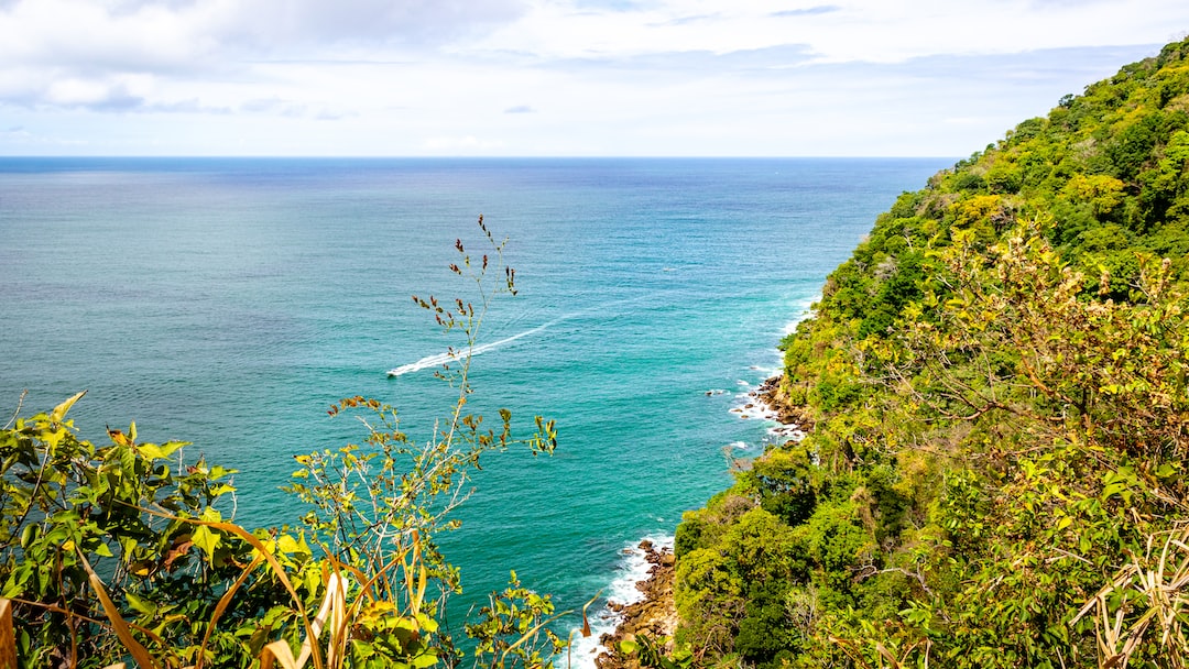 green plants near blue sea during daytime