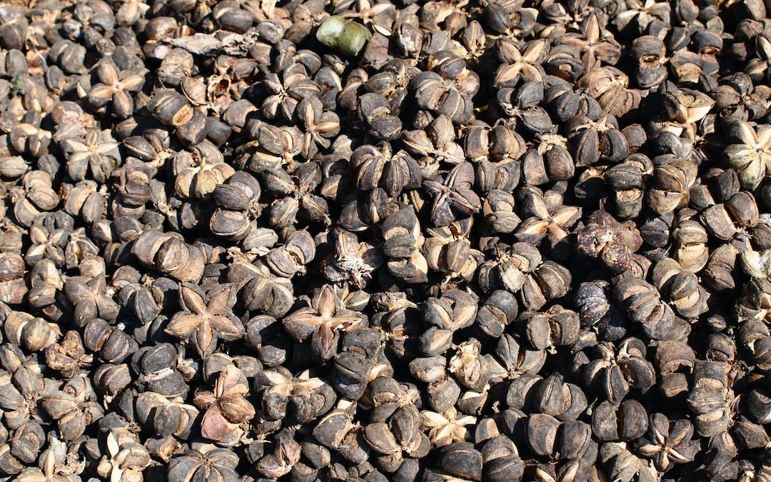 a large pile of seeds sitting on top of a table