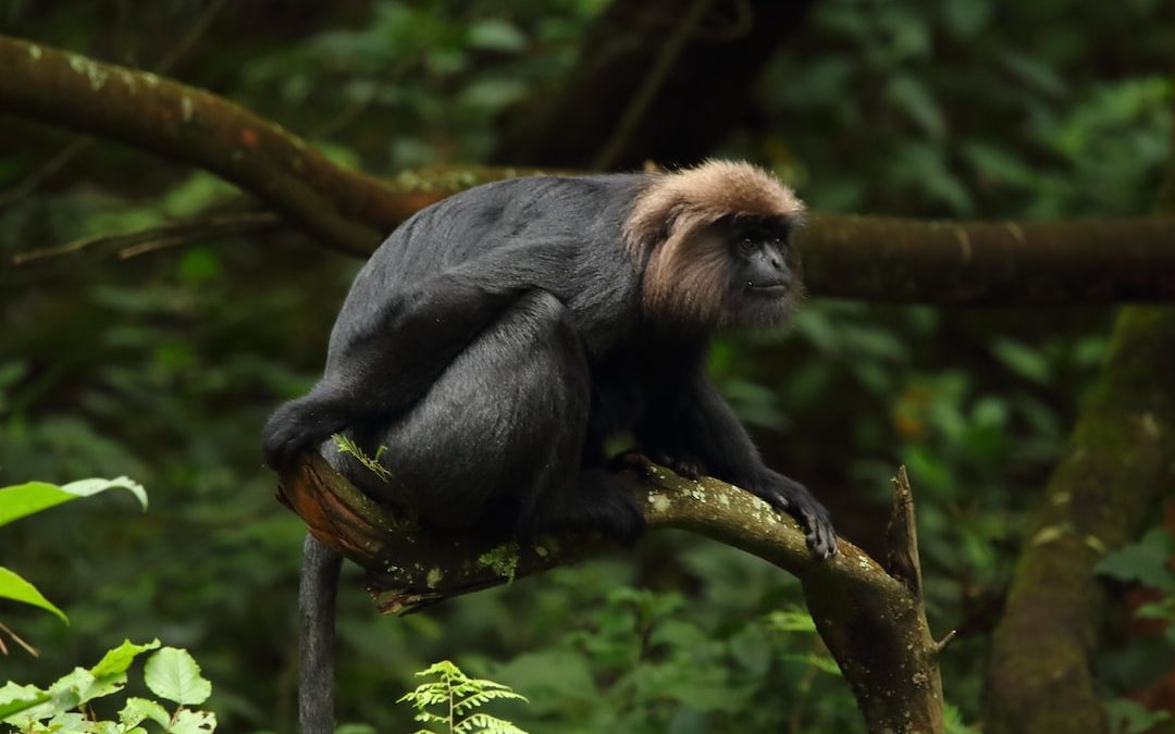 black monkey on tree branch during daytime