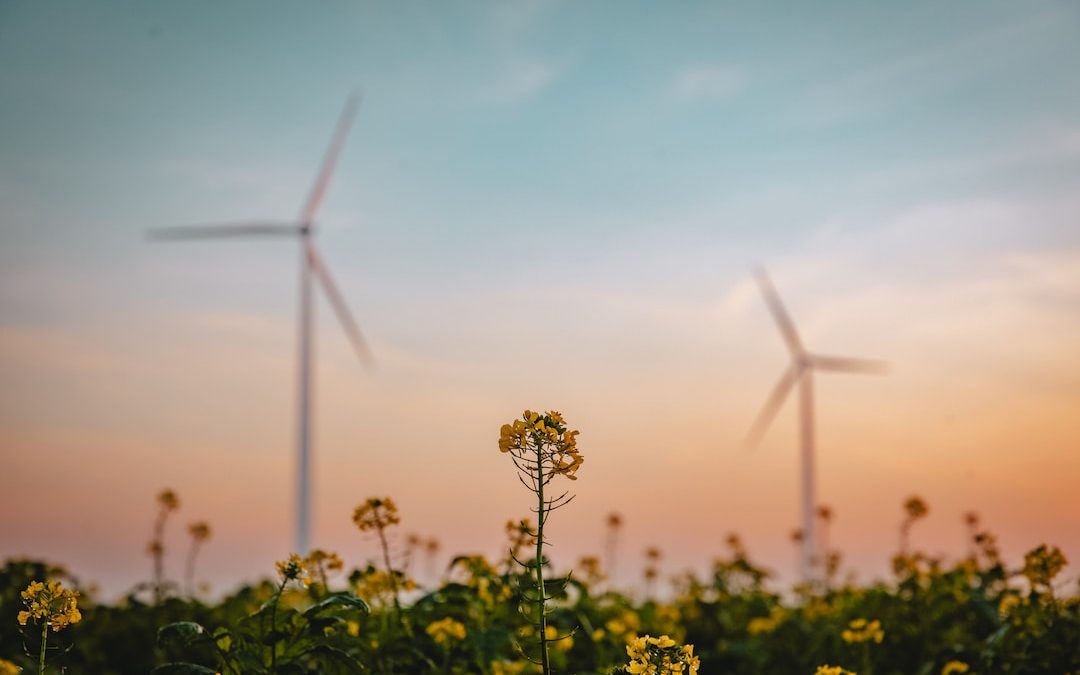 a field of yellow flowers and windmills in the background