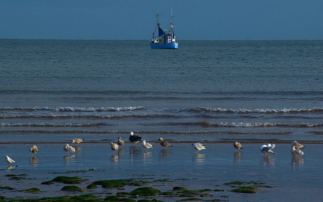 blue boat on blue sea and seagull near seashore