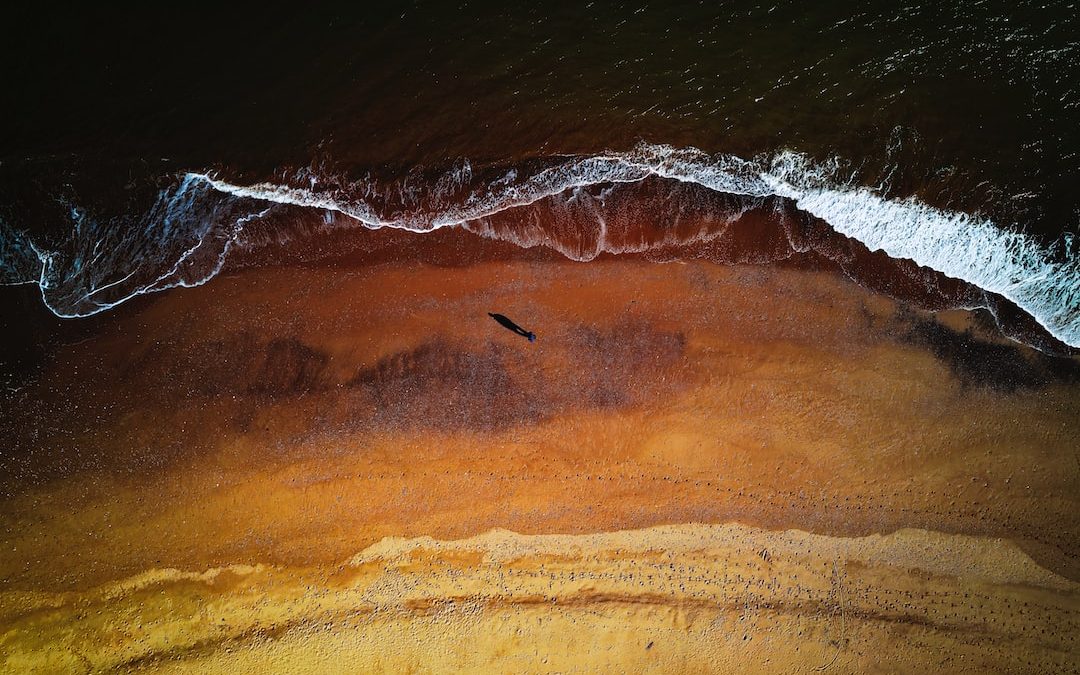 a bird flying over a sandy beach next to the ocean