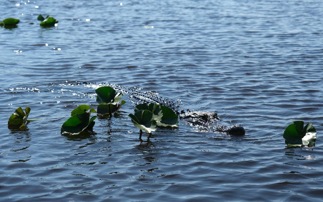 a group of water lilies floating on top of a lake