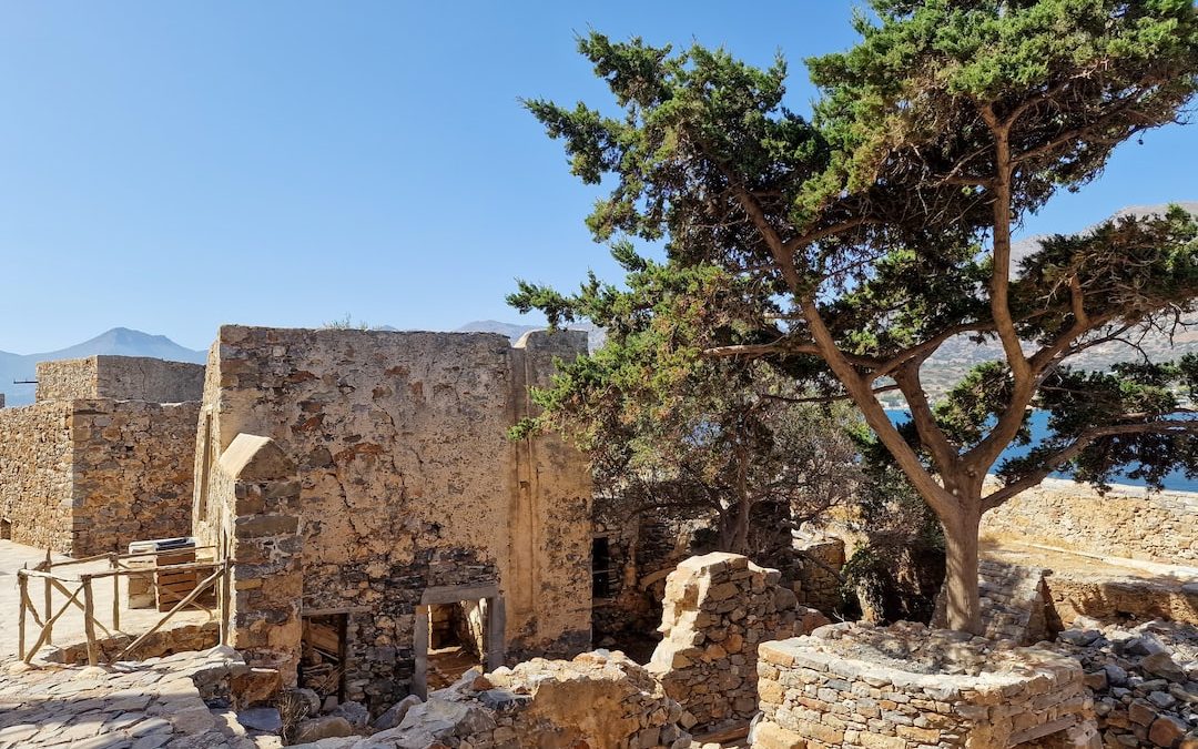 a tree growing out of the ruins of a building
