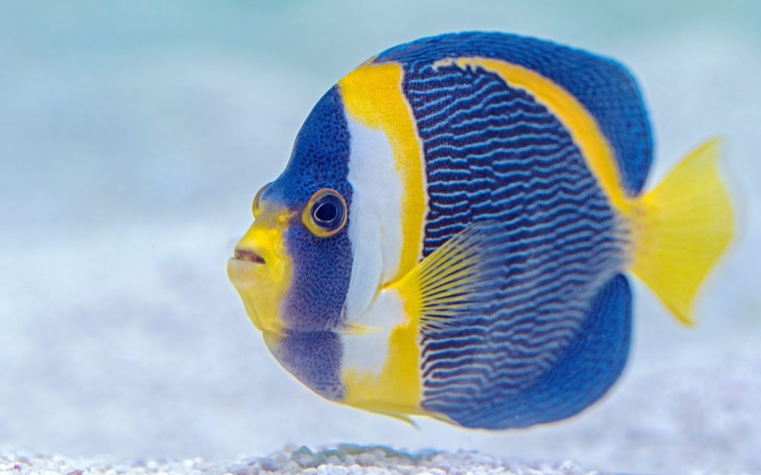 selective focus photography of blue and yellow finned fish