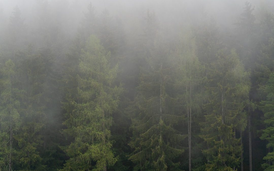 a forest of trees