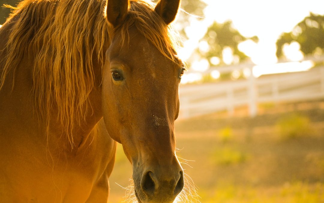 photo of brown horse during day time