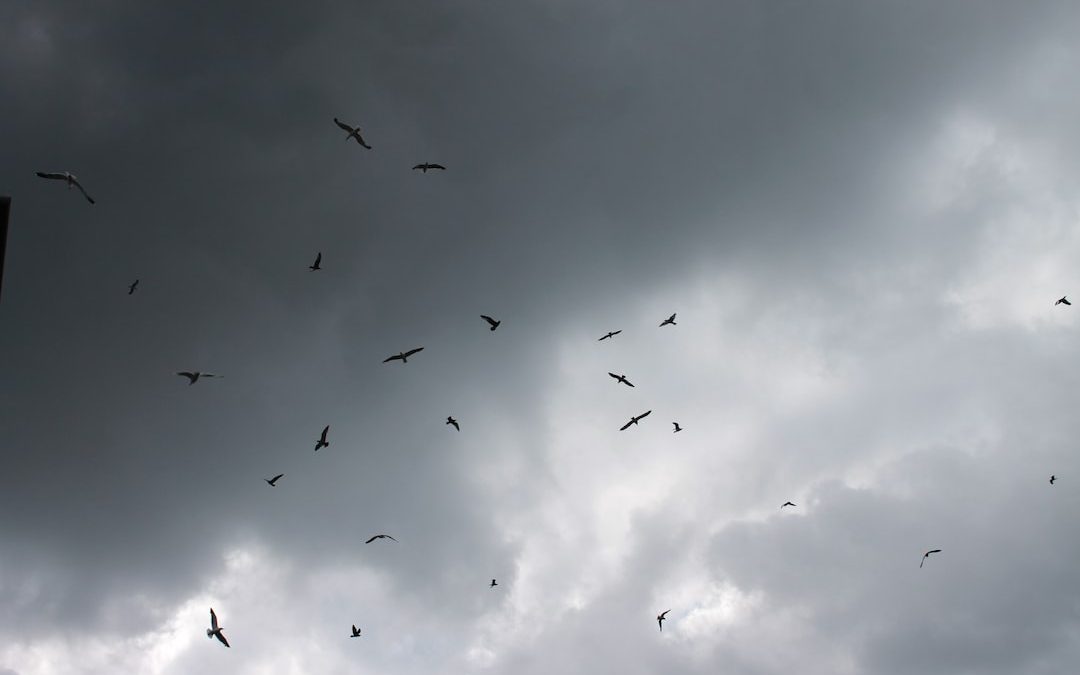 birds in flight under cloudy sky