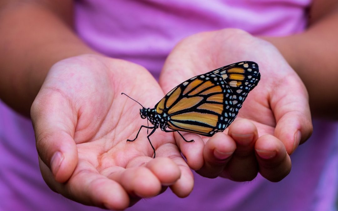 person holding yellow and black butterfly