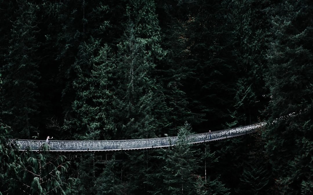 gray cable bridge on forest