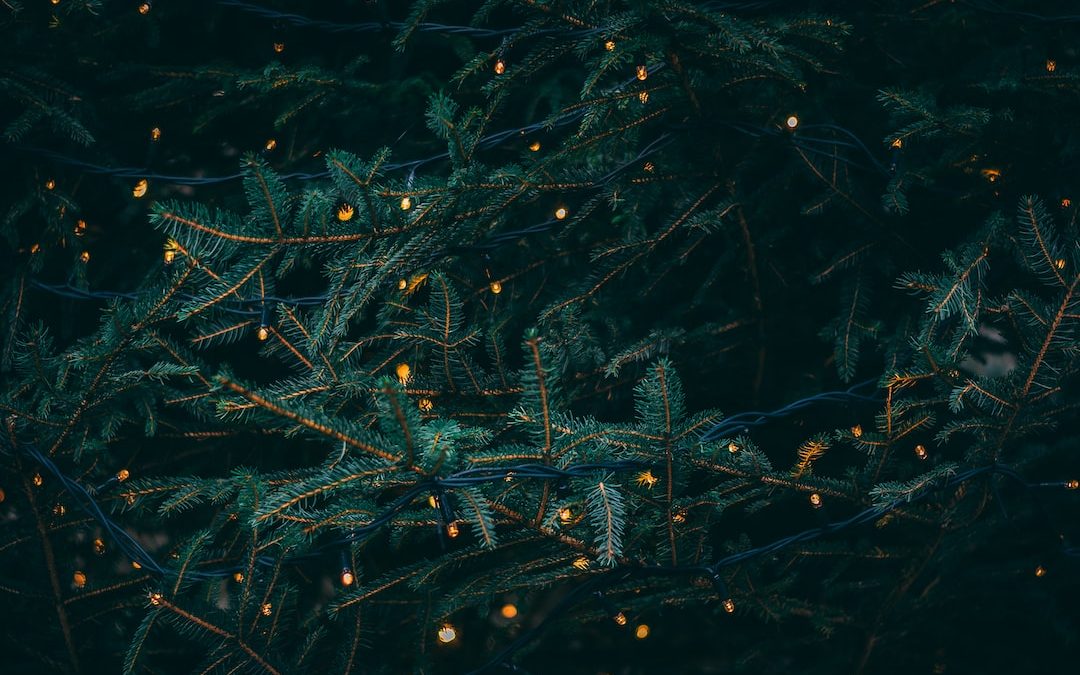 green pine tree with fireflies